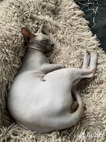 Кот для случки