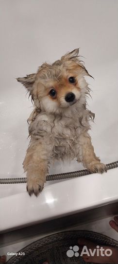 Померанский шпиц мини