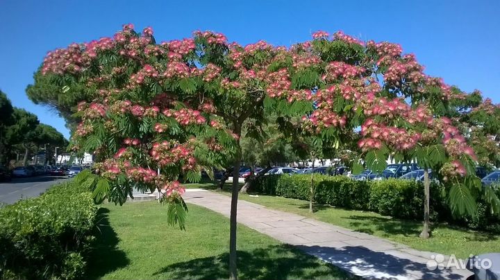 Саженцы-деревья Ленкоранская акация (Альбиция)