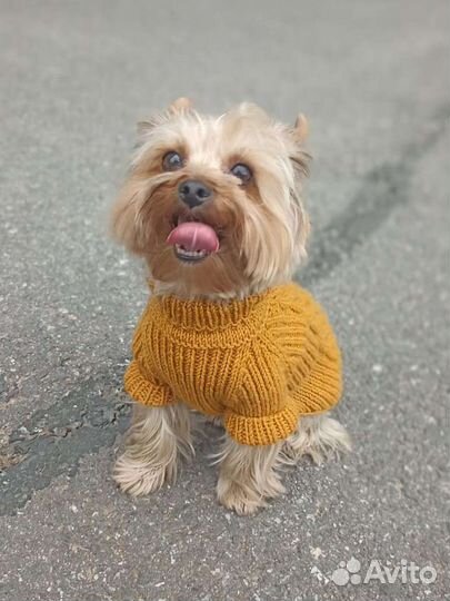 Одежда для собак