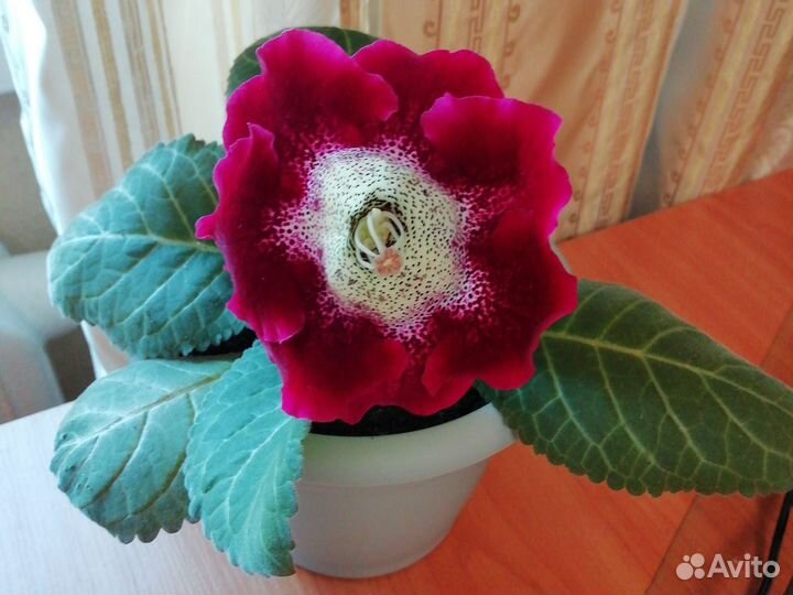 Глоксиния цветущая