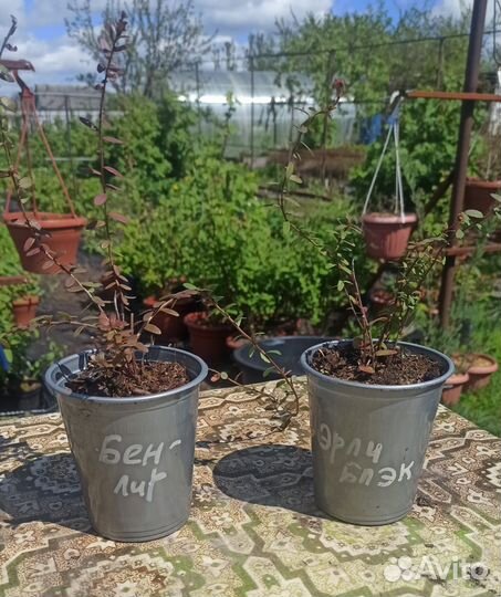 Клюква сортовая