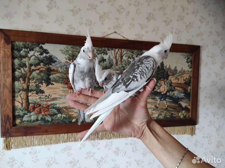 Корелла бесщекий пестрый мальчик подросток