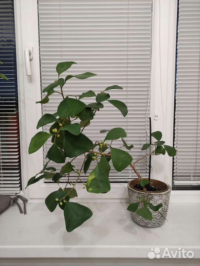 Фикус треагулярис треугольный