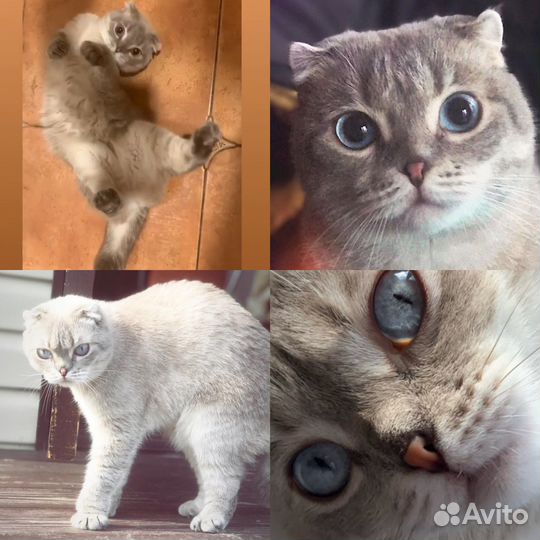 Кошка Кира в добрые руки