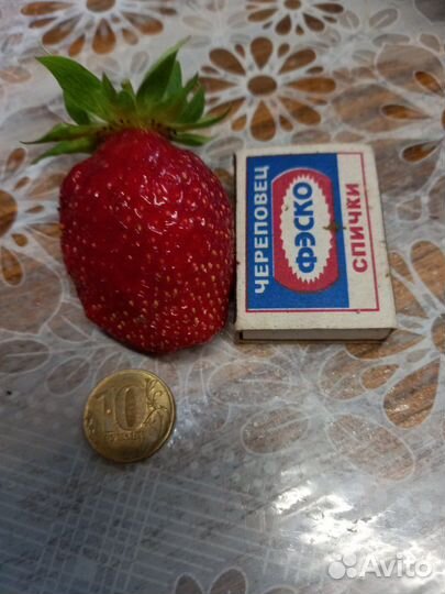 Рассада клубники