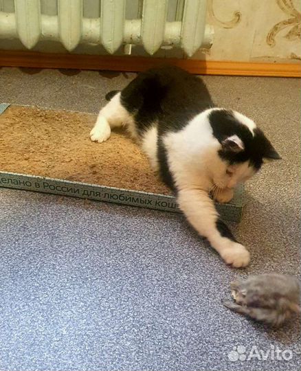 Плюшевый ручной котик