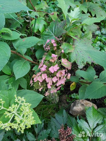 Дуболистная гортензия Snow Queen