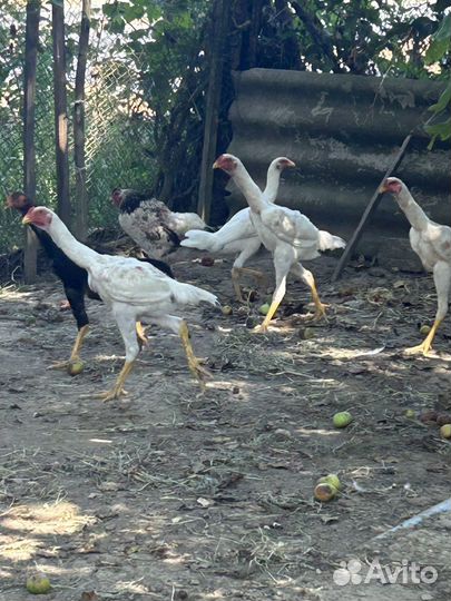 Бойцовые петухи