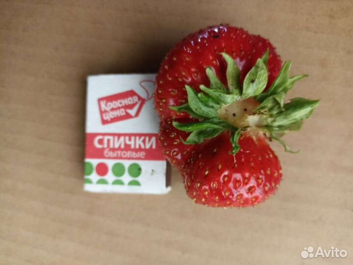 Продам саженцы земляники садовой Чамора Туруси