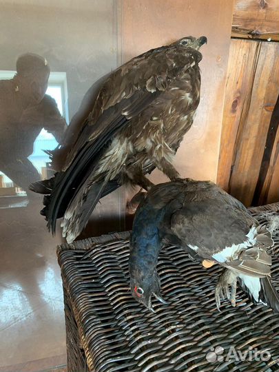 Чучело ястреба с добычей