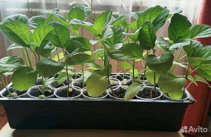 Рассада баклажаны