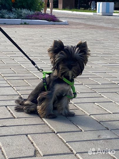 Мини йорк, с красивой мордочкой, курносым носиком