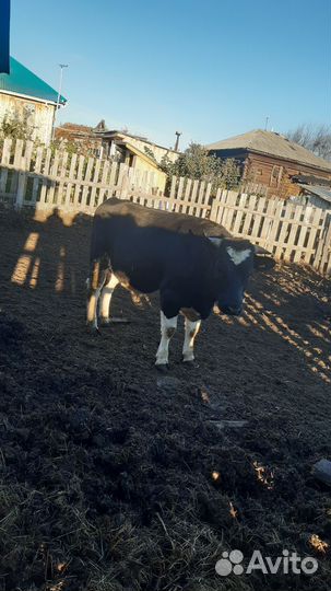 Быки. Быки на мясо