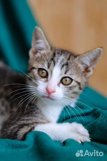 Девочка котенок в добрые руки