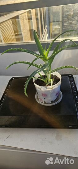 Алоэ столетник