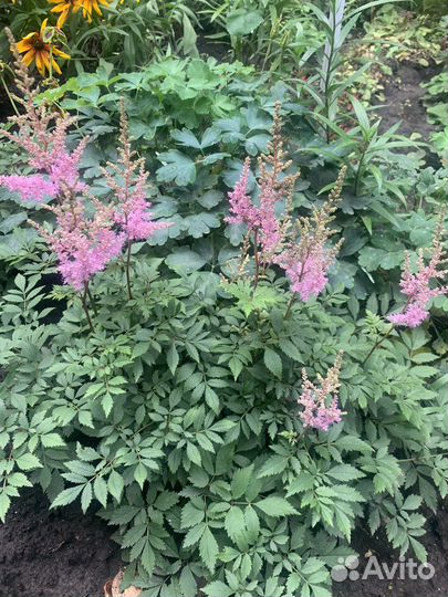 Многолетние цветы