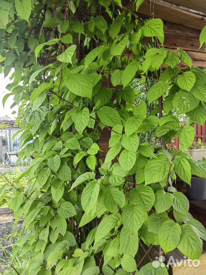 Актинидия коломикта