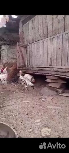 Бойцовая курица два с половиной месяца
