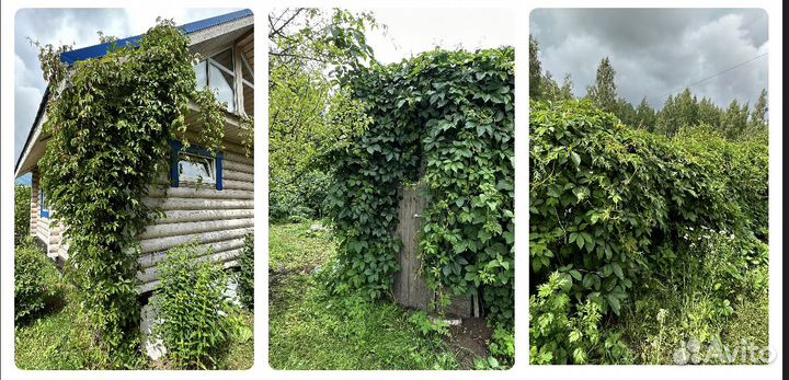 Многолетники для сада