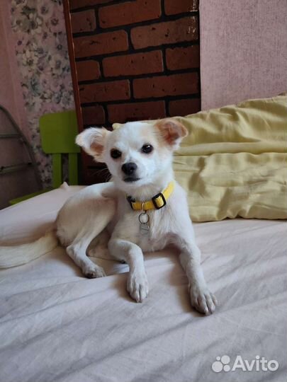 Миниатюрная собачка в любящие руки