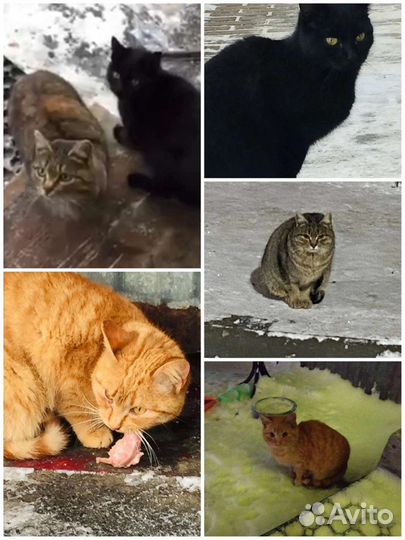 Котята в добрые руки