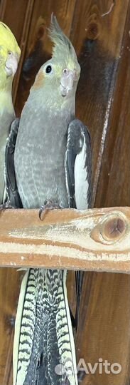 Корелла.Самочка 3,5 месяца