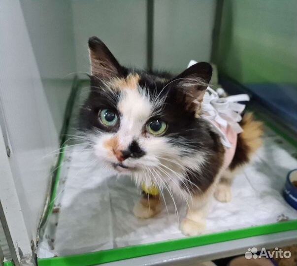 Стерилизованная Маруся для Надёжных хозяев