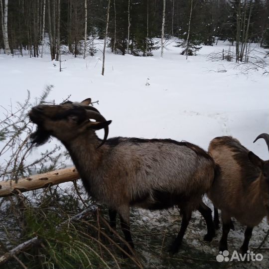 Козы дойные