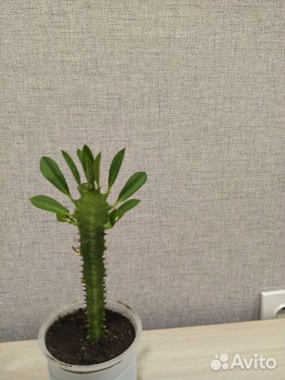 Традесканция зебрина и другие