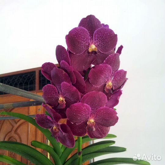 Орхидея Ванда