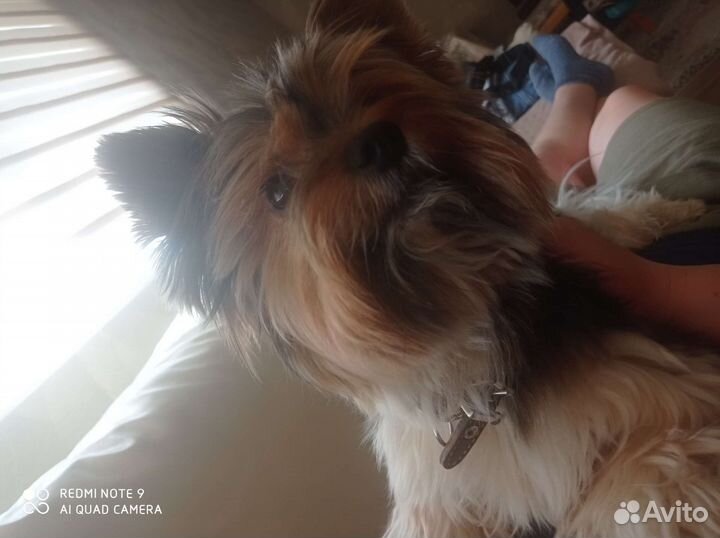Бивер йорк вязка