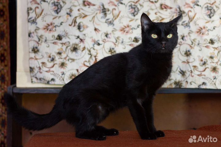 Кошка в дар