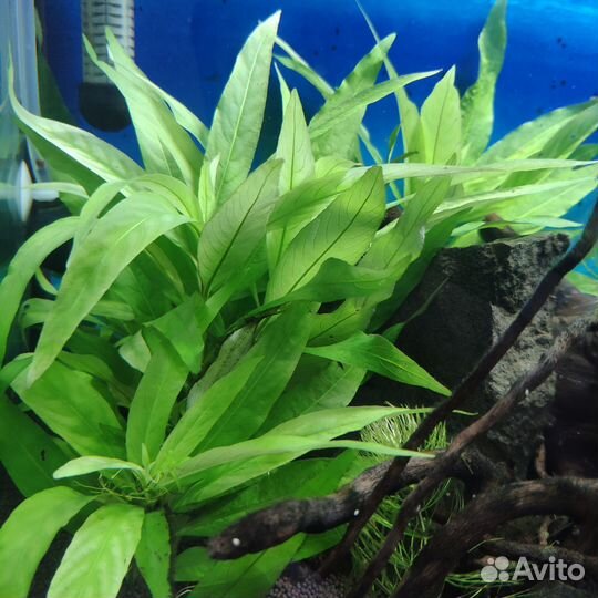 Аквариумные растения прополка