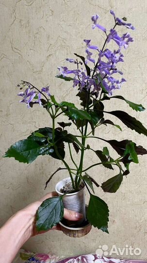 Плектрантус моно лавандер цветок