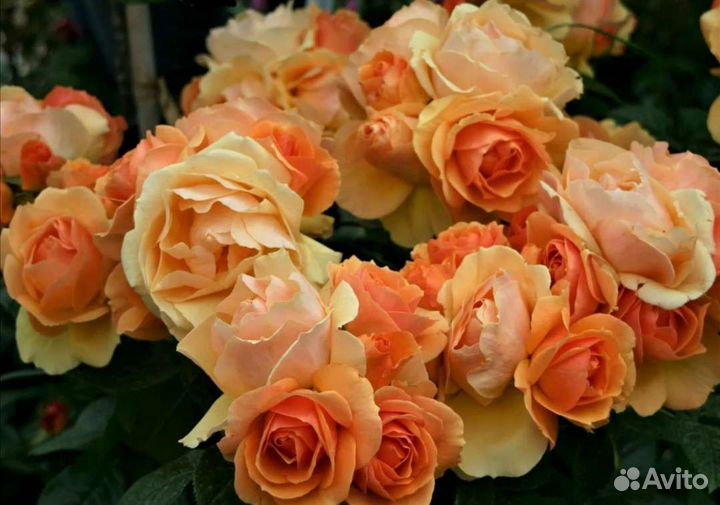 Саженцы роз хансештадт росток осень 2023г