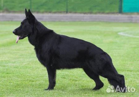 Курсы дрессировки и подготовки собак, кинология