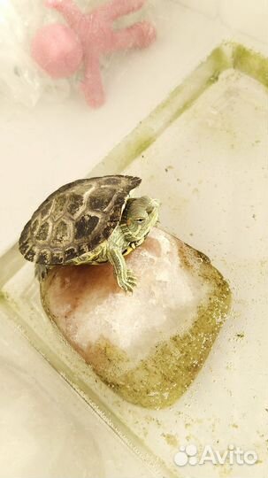 Черепашки красноухие