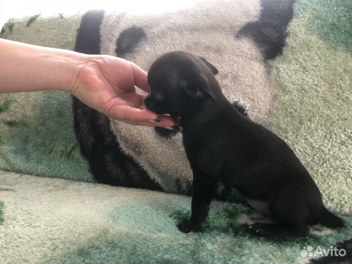 Чихуахуа мини девочка