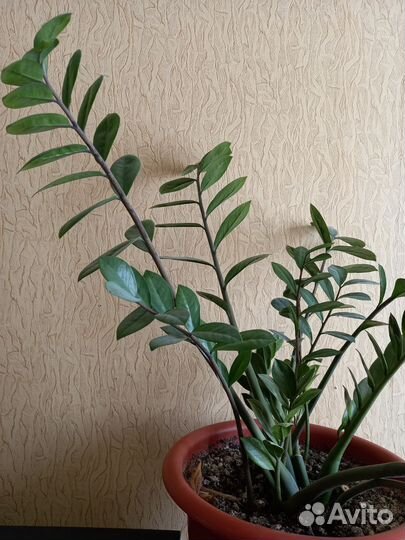 Излишки цветов отростки