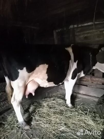 Продаётся корова