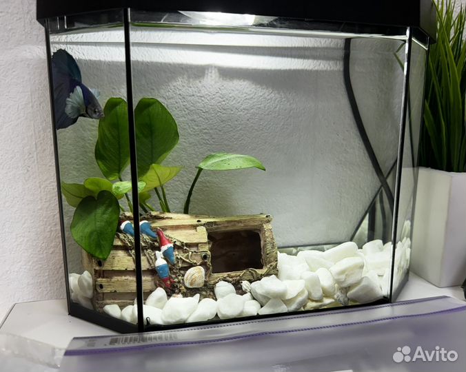 Аквариум