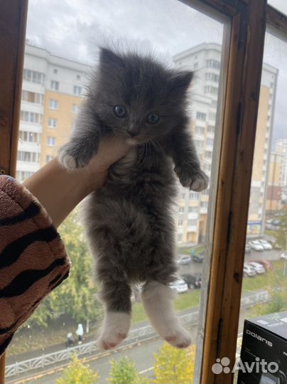 Котята