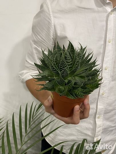 Алоэ Аристата