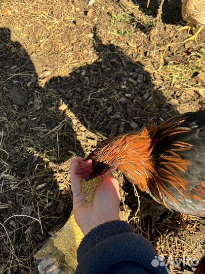 Молодой петух маран