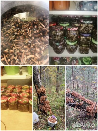 Грибы грузди солёные опята огурцы