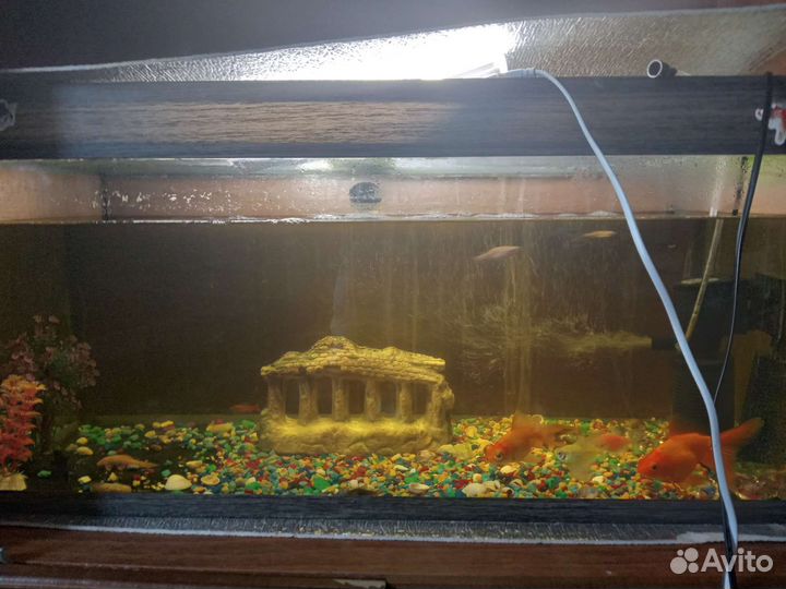Аквариум с рыбками