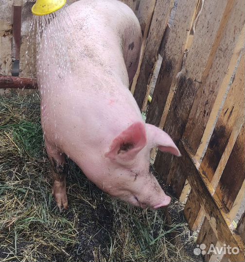 Хряк на племя
