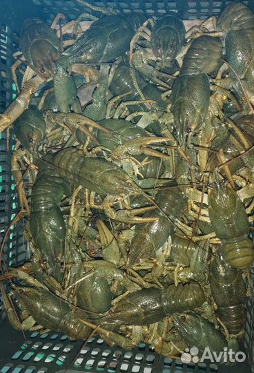 Раки вкусные