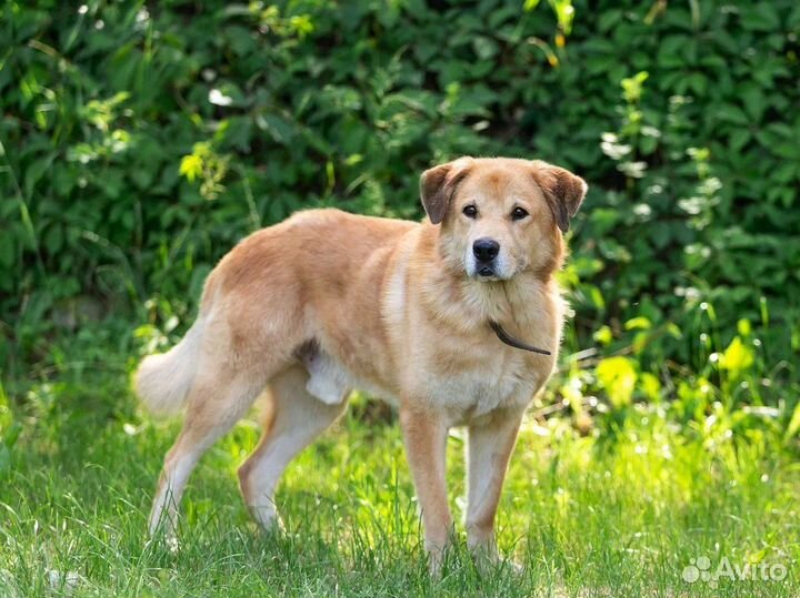 Собака в добрые руки